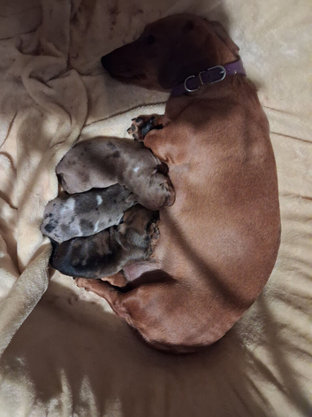 Brand new litter 3 dapple boys
