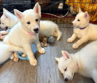 4 Beautiful White Husky Puppies Ready for Their Forever Homes