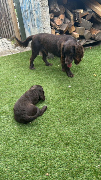 Adorable Cocker Spaniel  puppies loking for a forever  home