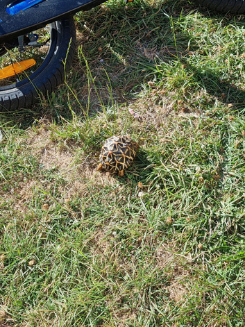 1 indian star tortoise with complete setup