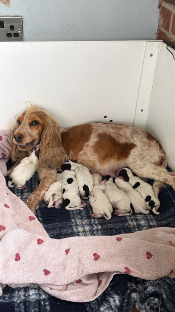 Show cocker puppies