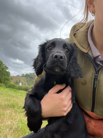 cocker spaniel pups