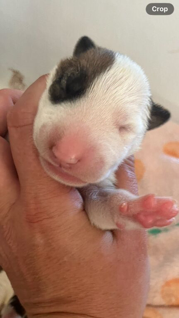 7 x KC Registered English Bullterrier Puppy&rsquo;s
