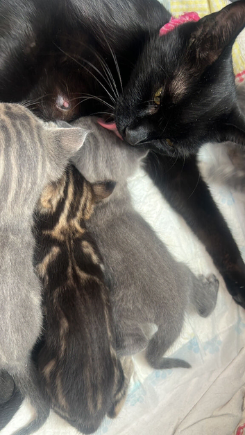 BENGAL X MAINECOONE