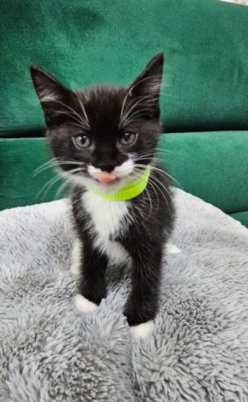 (4left)Kittens for sale