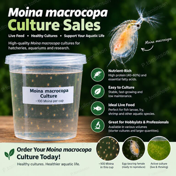 Moina macrocopa live culture for breeding.