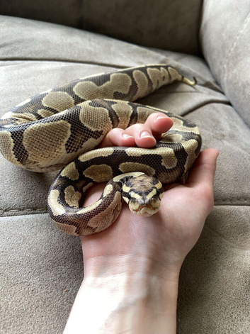 Enchi Female Ball Python - Nivara