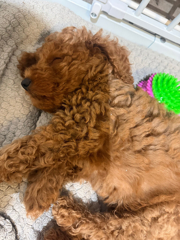 Miniature Labradoodle
