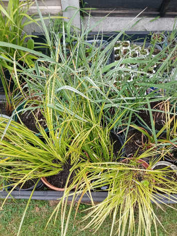 Pond plants by post,