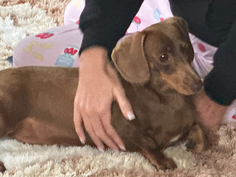 Miniature dachshund