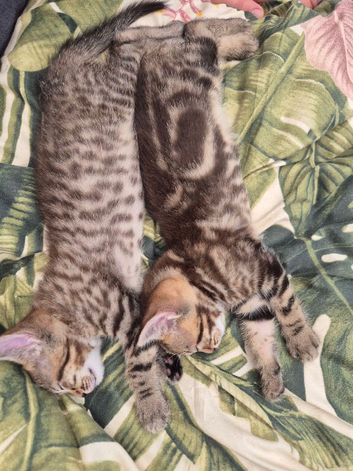 2 beautiful kittens