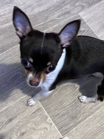 Tiny Chihuahua