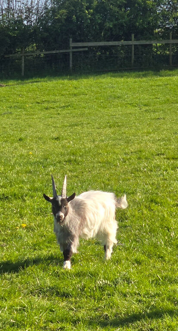 Pygmy Billy Goat