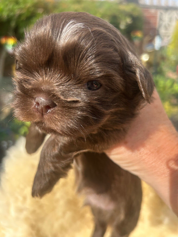 Chocolate Imperial Shihtzu