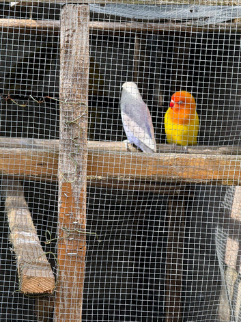 Love birds