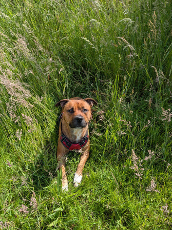 Bullmastiff cross old tyme bulldog