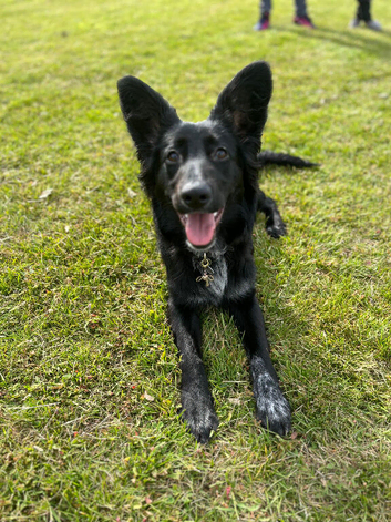 Gsd cross