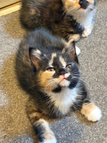 3 gorgeous kittens available now