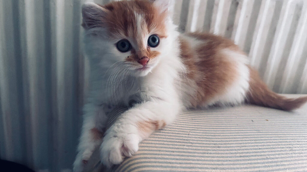 Last male kitten