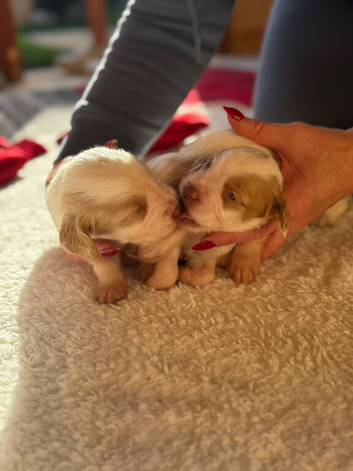 3 week Old Sprocker Spaniel Pups