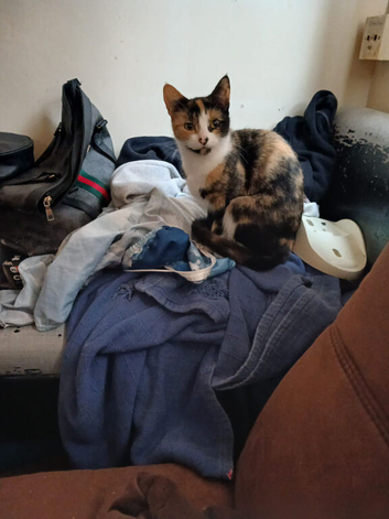 Mum and daughter cats