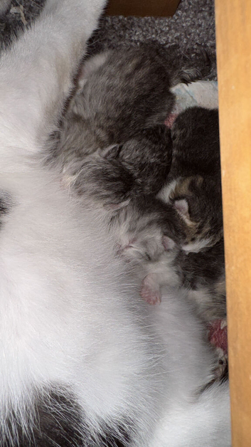 Half Persians kittens