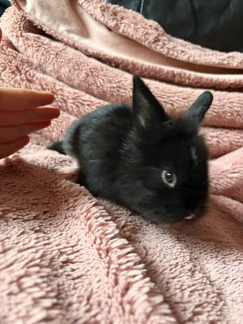 2 gergous baby&rsquo;s looking for there forever home