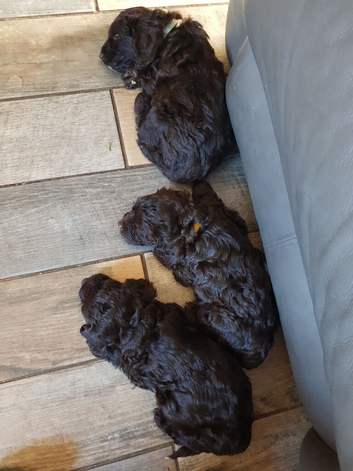 Chocolate Cockapoo dogs