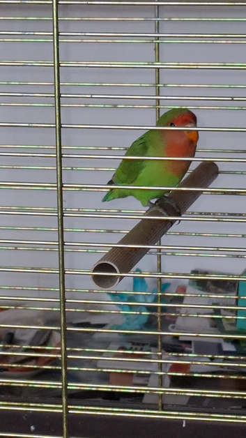Love birds
