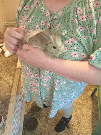 Sheltie cream agouti 8 week old boar.