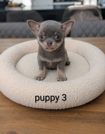 Beautiful quality BLUE/LILAC apple head chihuahuas