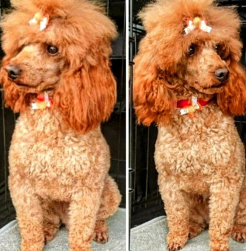 TOY POODLE BOYS AVAILABLE FOR STUD!