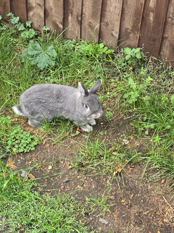 2 years old dwarf rabbit, friendly wormed and fleed