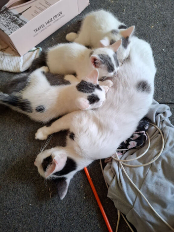mum cat and 3 kittens
