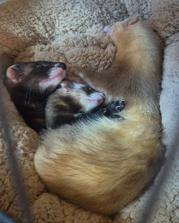 6 month old male ferrets