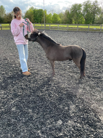 TLF MOCHA 3yr old amha / bmhs licensed stallion