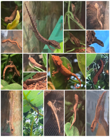 Mourning geckos