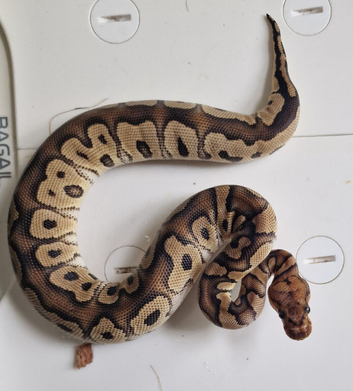 Royal pythons for sale clowns