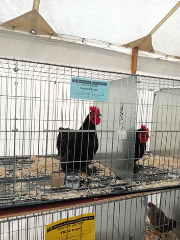Pekin Cockerell free to a good home.