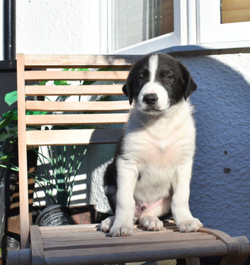 Border Collie Puppies