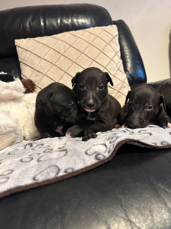 Stunning Lurcher puppies
