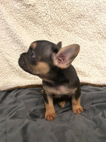 Last two chunky pups left