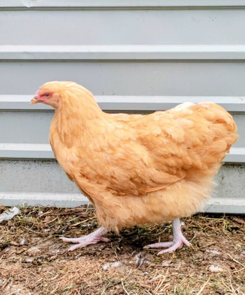 Buff Orpington pullets for sale