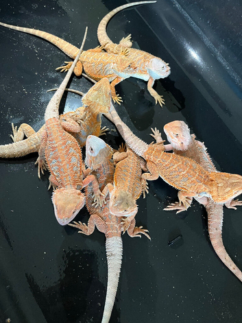 Baby bearded dragons red