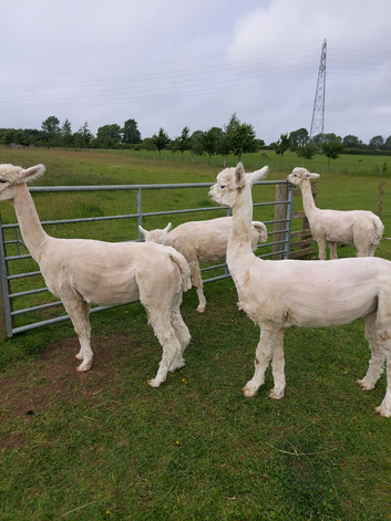 Four white female Alpacas