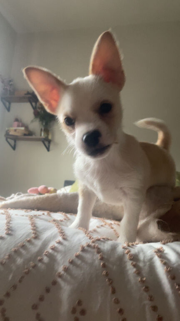 Border jack puppies boy and girl