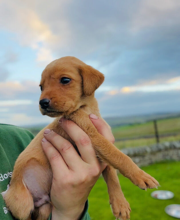 2 gorgeous Labrador puppies still available