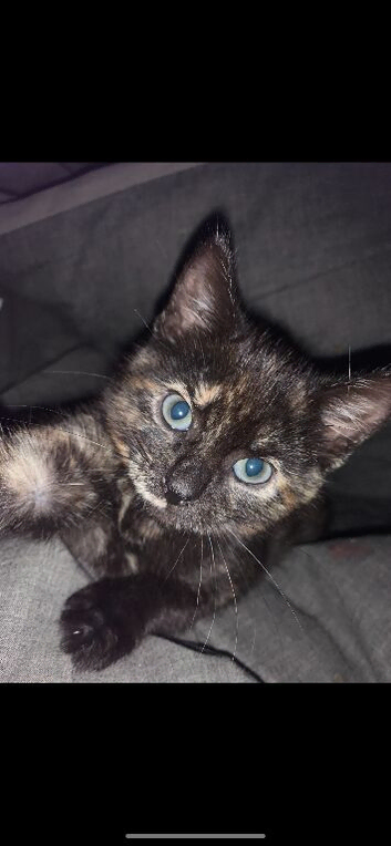 20 week old kitten