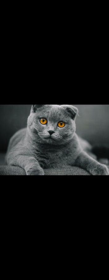 Absolutely Stunning Scottish fold