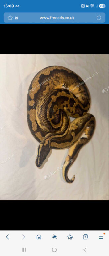 Pastel yellowbelly pied